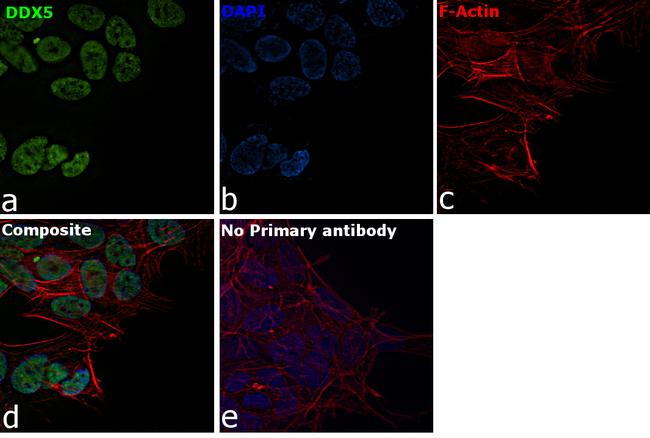 DDX5 Antibody in Immunocytochemistry (ICC/IF)