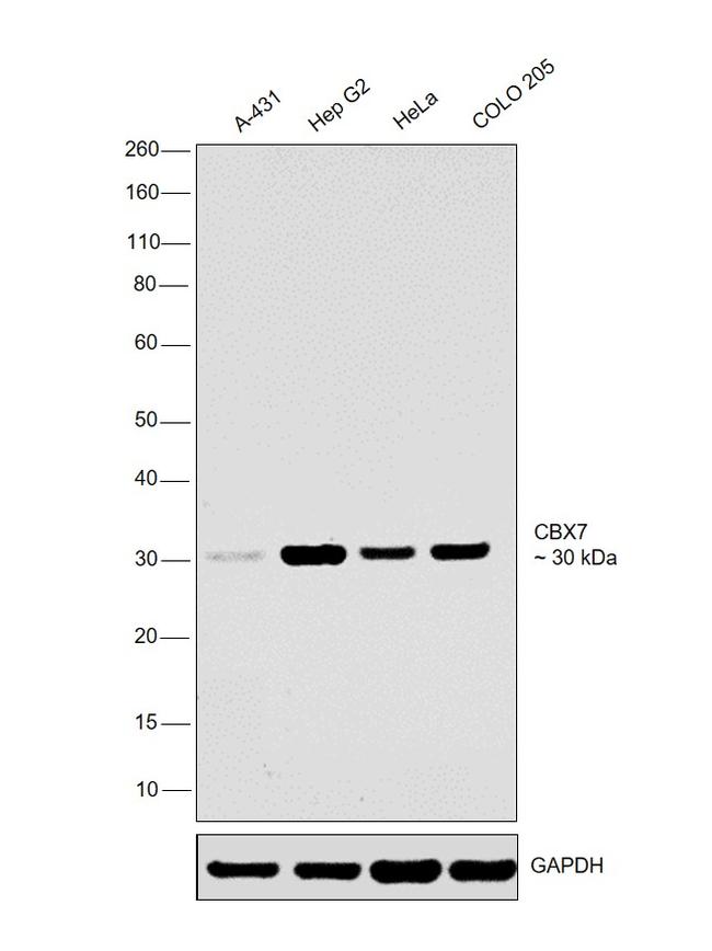 CBX7 Antibody in Western Blot (WB)