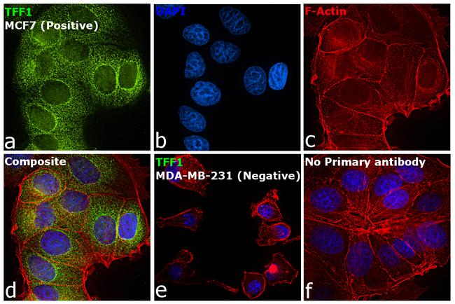 TFF1 Antibody in Immunocytochemistry (ICC/IF)