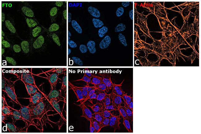 FTO Antibody in Immunocytochemistry (ICC/IF)