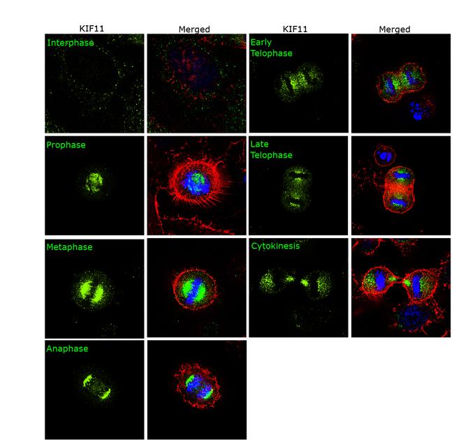 KIF11 Antibody in Immunocytochemistry (ICC/IF)