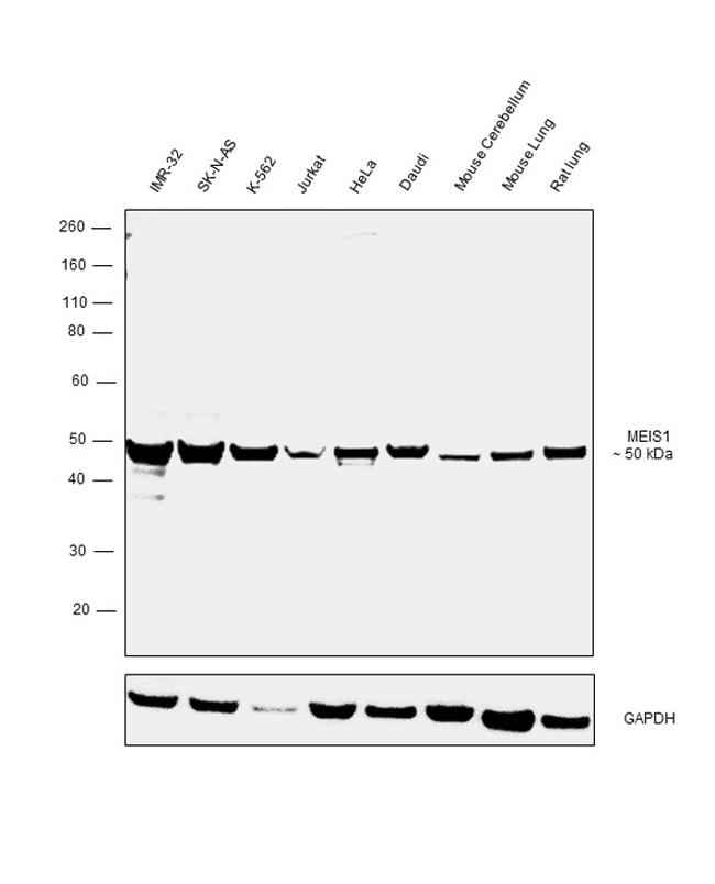 MEIS1 Antibody in Western Blot (WB)