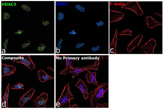 HDAC3 Antibody in Immunocytochemistry (ICC/IF)