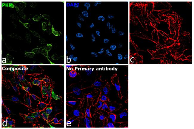 PKM2 Antibody in Immunocytochemistry (ICC/IF)