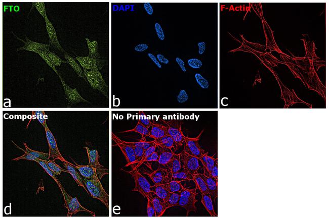 FTO Antibody in Immunocytochemistry (ICC/IF)