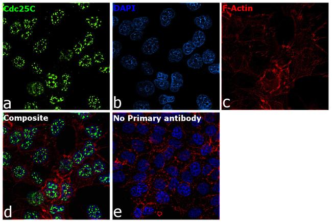 Cdc25C Antibody in Immunocytochemistry (ICC/IF)