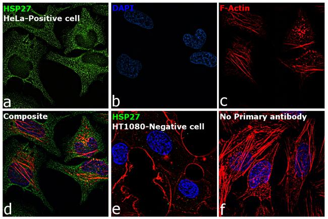 HSP27 Antibody in Immunocytochemistry (ICC/IF)