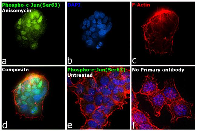 Phospho-c-Jun (Ser63) Antibody in Immunocytochemistry (ICC/IF)