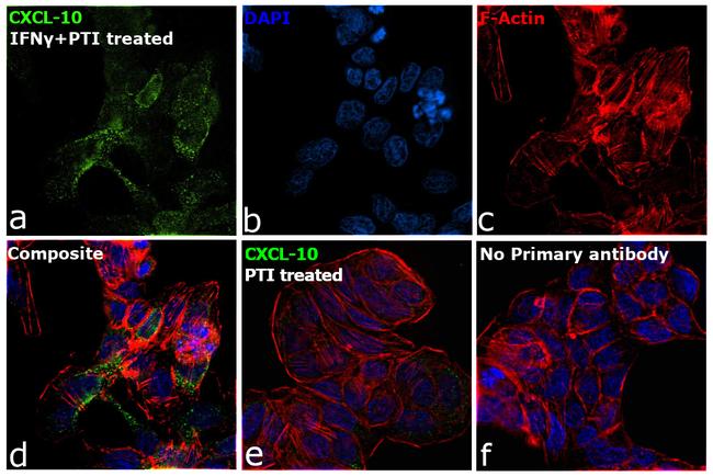 CXCL10 Antibody in Immunocytochemistry (ICC/IF)