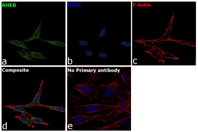 RHEB Antibody in Immunocytochemistry (ICC/IF)