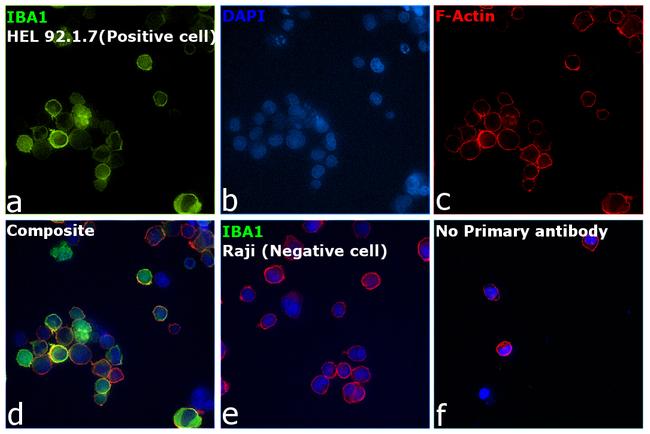 IBA1 Antibody in Immunocytochemistry (ICC/IF)