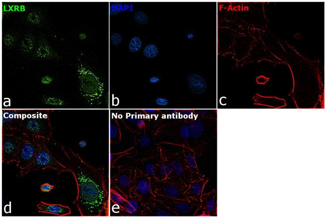 LXR beta Antibody in Immunocytochemistry (ICC/IF)