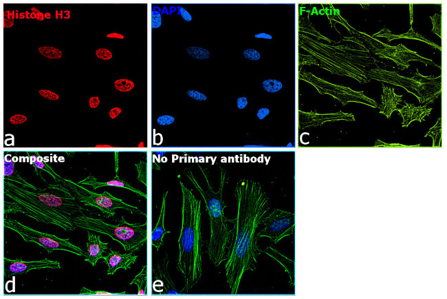 Histone H3 Antibody in Immunocytochemistry (ICC/IF)