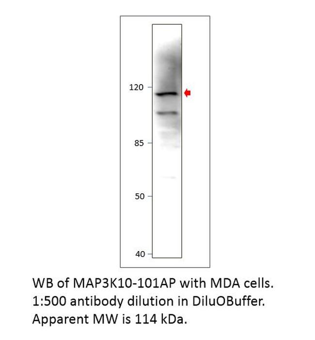 MAP3K10 Antibody in Western Blot (WB)