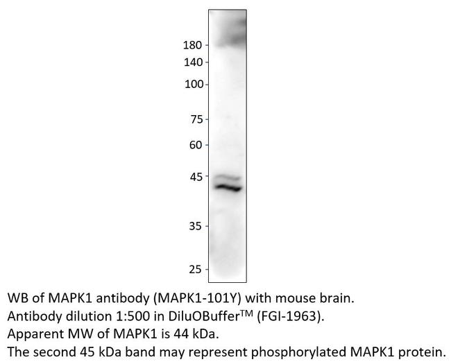 MAPK1 Antibody in Western Blot (WB)