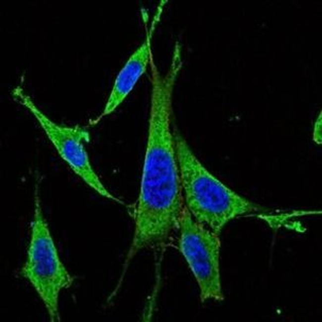 ERK1 Antibody in Immunocytochemistry (ICC/IF)