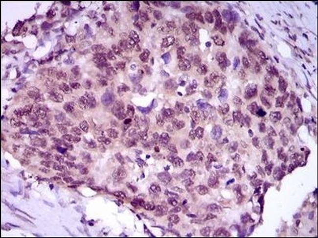 MEF2C Antibody in Immunohistochemistry (Paraffin) (IHC (P))