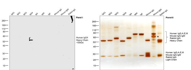 Human IgG4 Fc Secondary Antibody in Western Blot (WB)