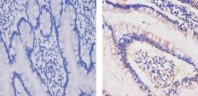 ApoA1 Antibody in Immunohistochemistry (Paraffin) (IHC (P))