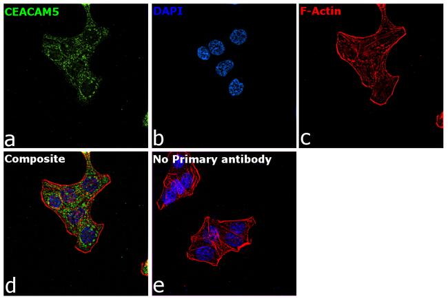 CEA Antibody in Immunocytochemistry (ICC/IF)