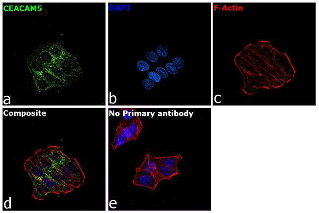 CEA Antibody in Immunocytochemistry (ICC/IF)