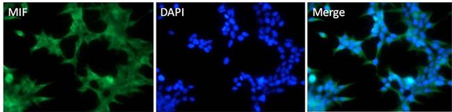 MIF Antibody in Immunocytochemistry (ICC/IF)