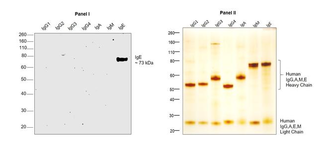 Human IgE Secondary Antibody in Western Blot (WB)