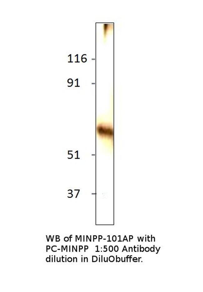 MINPP1 Antibody in Western Blot (WB)