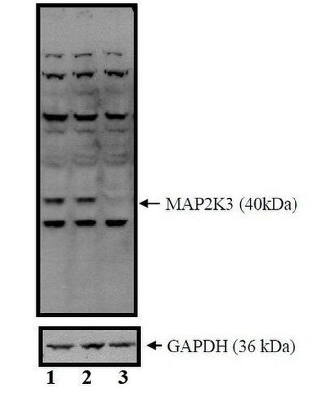 MEK3 Antibody in Western Blot (WB)