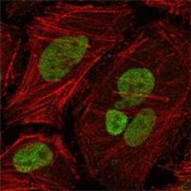 MLH1 Antibody in Immunocytochemistry (ICC/IF)