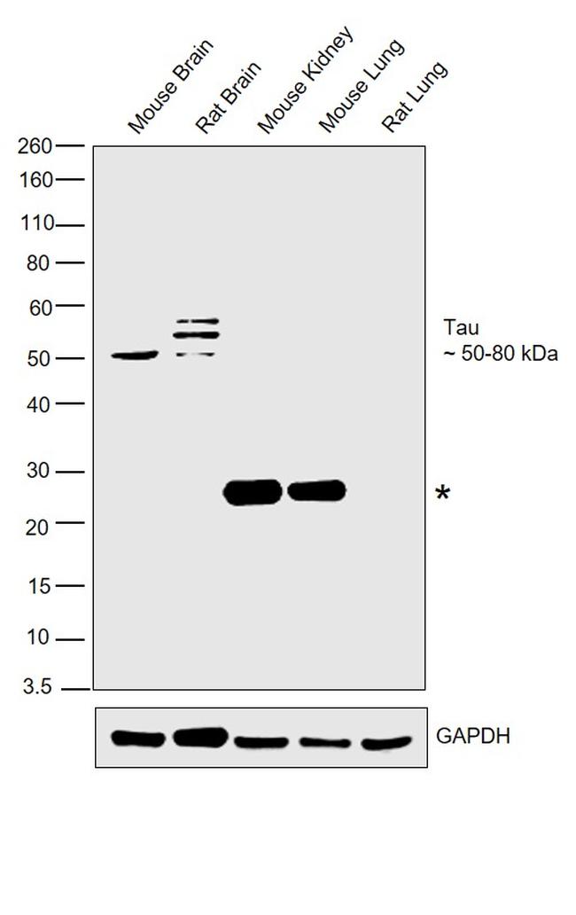 Tau Antibody in Western Blot (WB)