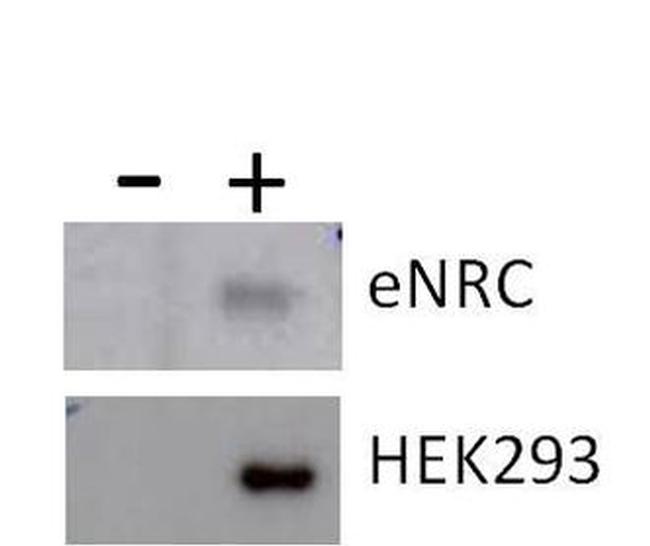 Phospho-Tau (Thr231) Antibody in Western Blot (WB)