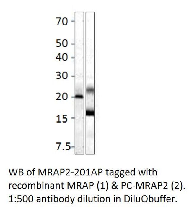 MRAP2 Antibody in Western Blot (WB)