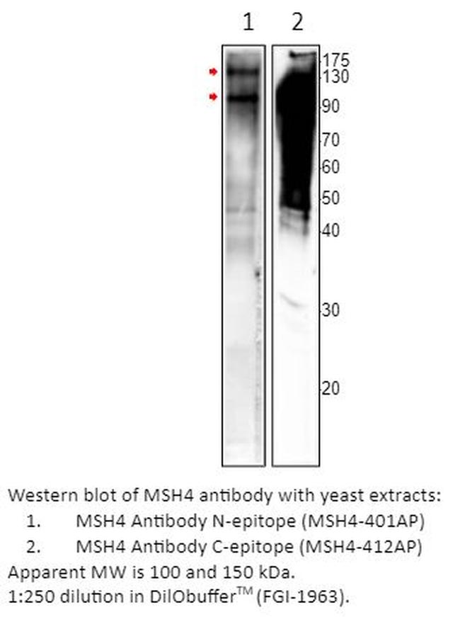 MSH4 Antibody in Western Blot (WB)