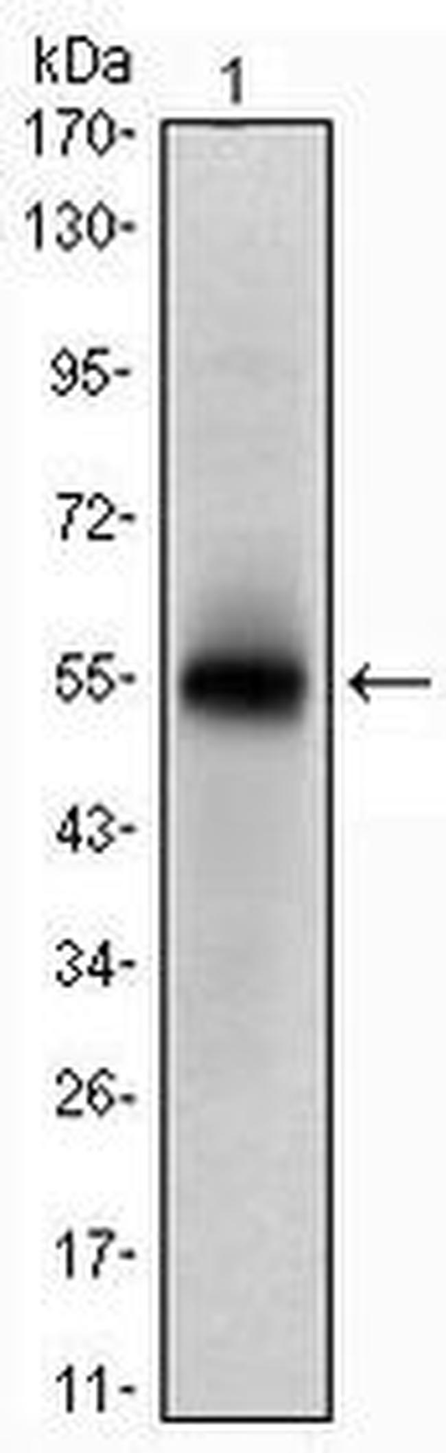 MSI1 Antibody in Western Blot (WB)