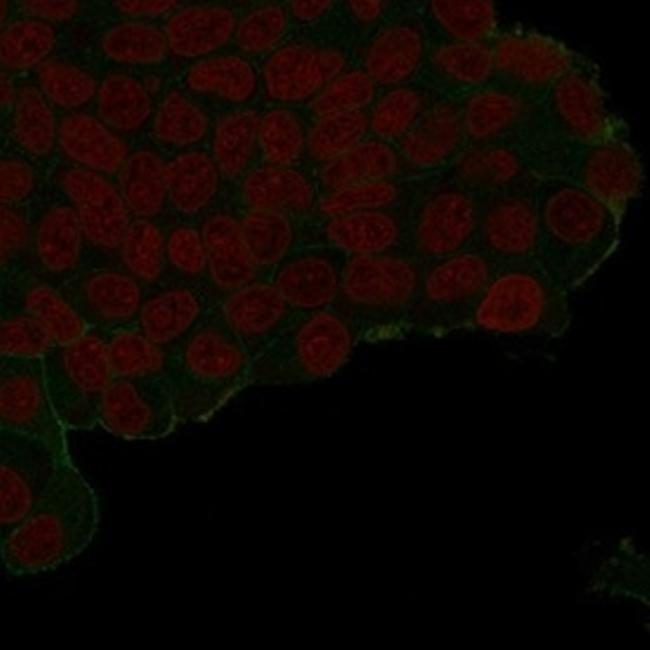 HA Tag Antibody in Immunocytochemistry (ICC/IF)