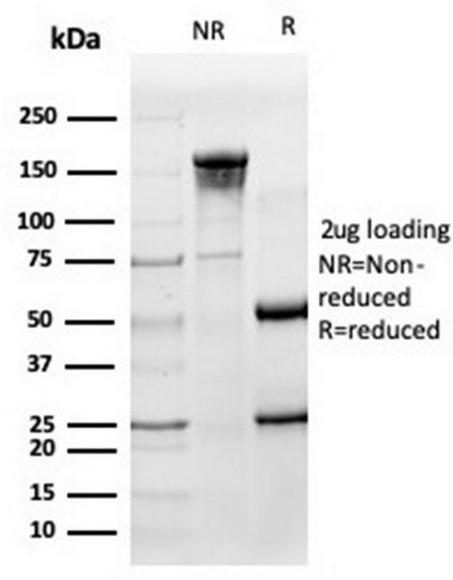 HA Tag Antibody in SDS-PAGE (SDS-PAGE)