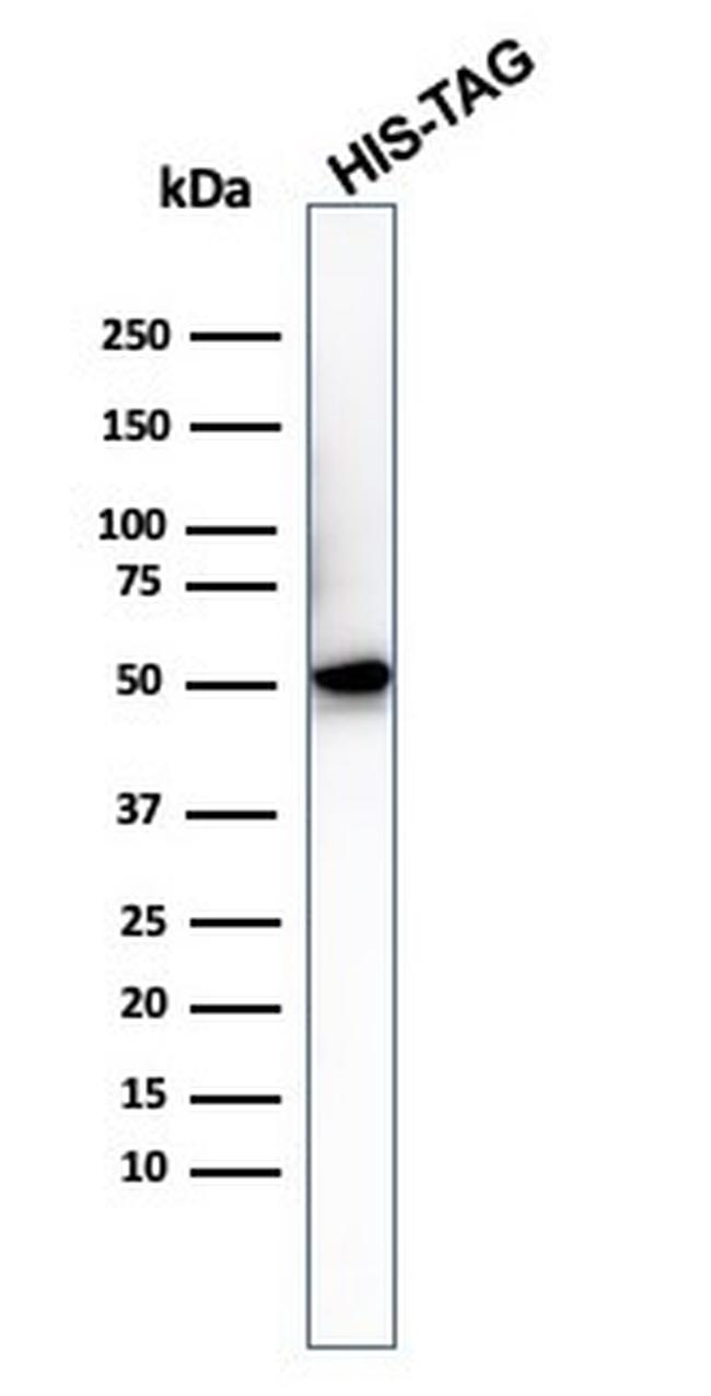 Hexa-histidine (Epitope Tag) Antibody in Western Blot (WB)