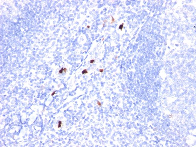 Myeloid Cell Marker (Macrophage/Granulocyte Marker) Antibody in Immunohistochemistry (Paraffin) (IHC (P))