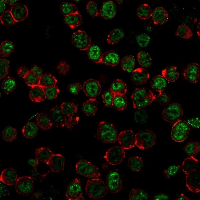 Neurofilament (H+L) (Neuronal Marker) Antibody in Immunocytochemistry (ICC/IF)