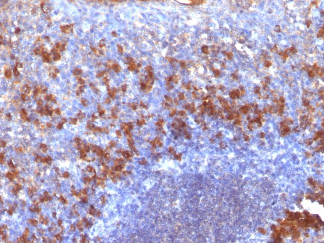 Biotin (Vitamin B7 or Vitamin H) Antibody in Immunohistochemistry (Paraffin) (IHC (P))