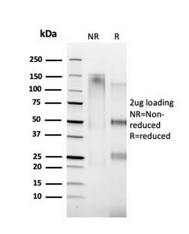 Cyclin A1 Antibody in SDS-PAGE (SDS-PAGE)