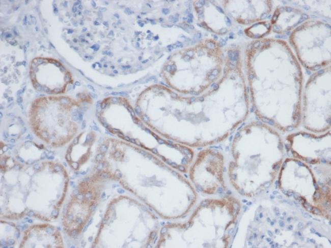 Biotin (Vitamin B7 or Vitamin H) Antibody in Immunohistochemistry (Paraffin) (IHC (P))