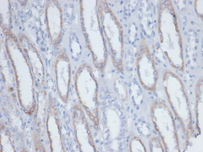 Biotin (Vitamin B7 or Vitamin H) Antibody in Immunohistochemistry (Paraffin) (IHC (P))