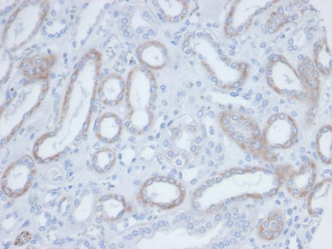 Biotin (Vitamin B7 or Vitamin H) Antibody in Immunohistochemistry (Paraffin) (IHC (P))