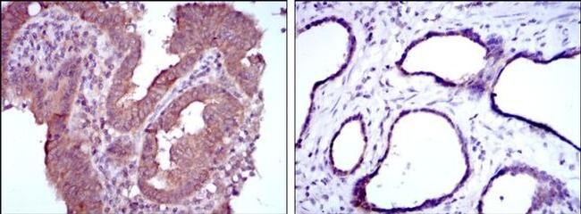 MTHFR Antibody in Immunohistochemistry (Paraffin) (IHC (P))