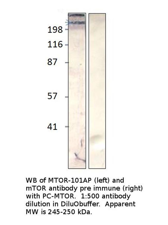 mTOR Antibody in Western Blot (WB)