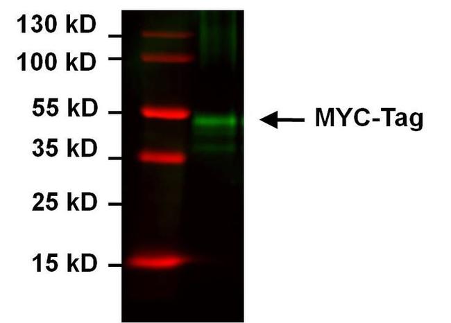 Myc Tag Antibody in Western Blot (WB)