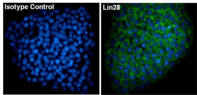 Mouse IgG2a Isotype Control in Immunocytochemistry (ICC/IF)