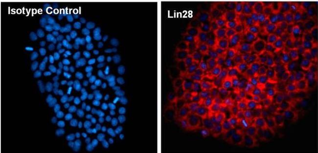 Mouse IgG2a Isotype Control in Immunocytochemistry (ICC/IF)